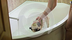 Dog in the bathroom. Washing dog. Pug