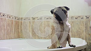 Dog in the bathroom. Washing dog. Pug