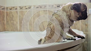 Dog in the bathroom. Washing dog. Pug