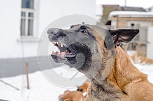 dog baying in the backyard, protecting his home