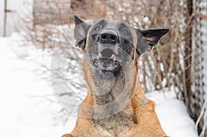 dog baying in the backyard, protecting his home