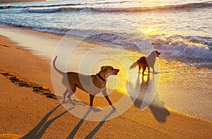 Dog on the beach