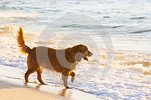 Dog on the beach