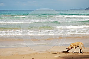 Dog on a Beach