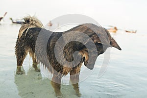 Dog at the beach