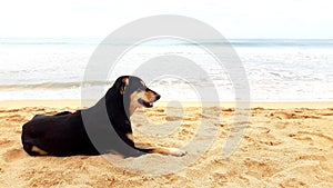 Dog on the beach