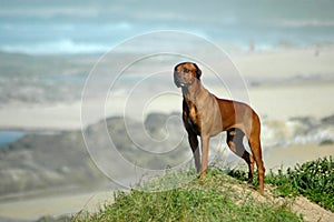 Dog on beach