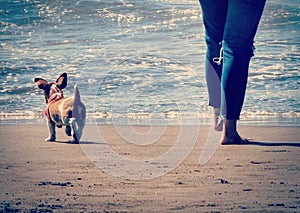 Dog on the beach