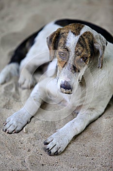 Dog on the beach