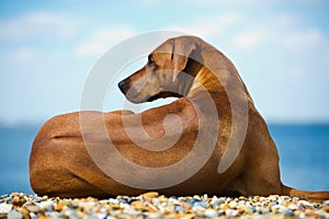 Dog at the beach