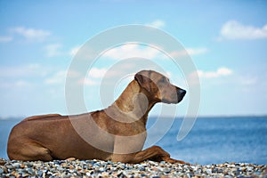 Dog at the beach