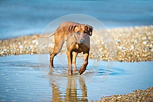 Dog at the beach