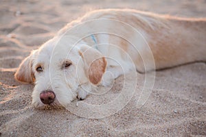 Dog on The Beach