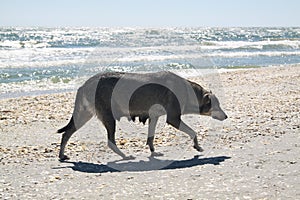 Dog at the beach