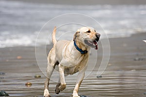 Dog on Beach