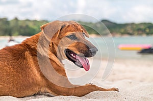 Dog on the beach