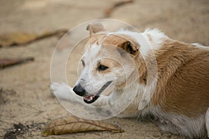 Dog at the beach.