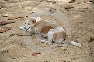 Dog at the beach.