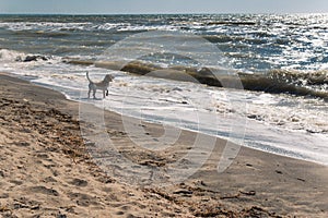 Dog on the beach