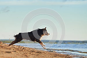 dog on beach. Active australian shepherd jumping