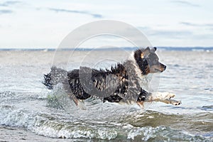 dog on beach. Active australian shepherd jumping