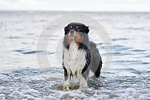 dog on beach. Active australian shepherd jumping