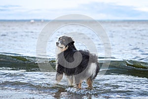 dog on beach. Active australian shepherd jumping