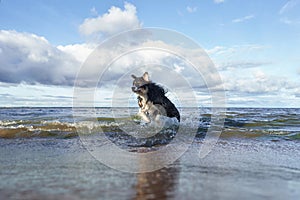 dog on beach. Active australian shepherd jumping