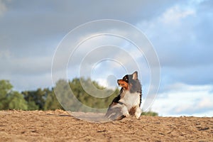 dog on beach. Active australian shepherd jumping