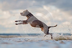 Dog on the beach. Active pit bull terrier jumping on the background of the sea