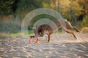 Dog on the beach. Active pit bull terrier runs on the background of the sea