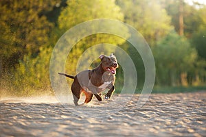 Dog on the beach. An active pitbull terrier runs on the sand.