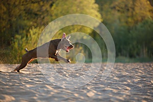 Dog on the beach. An active pitbull terrier runs on the sand.