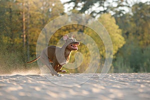 Dog on the beach. An active pitbull terrier runs on the sand.