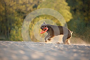 Dog on the beach. An active pitbull terrier runs on the sand.