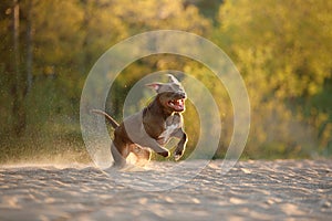 Dog on the beach. An active pitbull terrier runs on the sand.