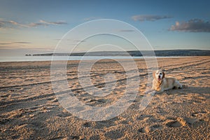 Dog on beach alone enjoying morning walk