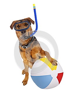 Dog With Beach Ball and Snorkel