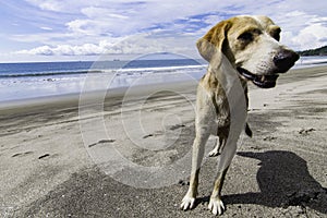 Dog on the beach photo