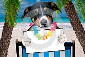 Dog beach chair in summer with a board