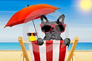 Dog beach chair in summer