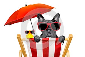 Dog beach chair in summer