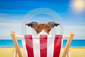 Dog beach chair in summer