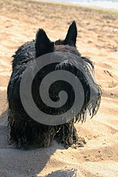 Il cane sul Spiaggia 