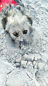 Dog on a beach on Darss