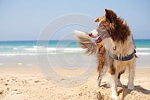 Dog in the beach photo