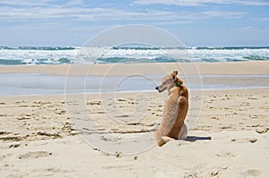 Dog on the beach. Dog portrait.