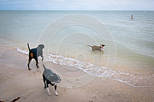 Dog Beach Fort Desoto Florida 2023