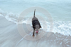 Dog Beach Fort Desoto Florida 2023