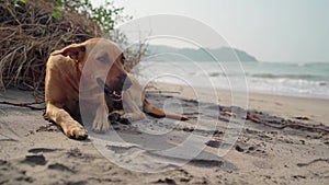 Dog on the Beach. A Funny Dog on the Beach